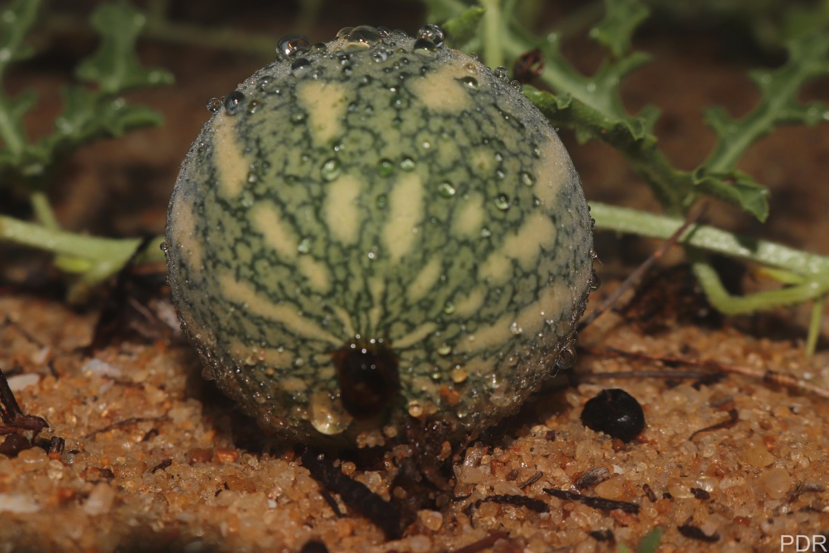 Citrullus colocynthis (L.) Schrad.